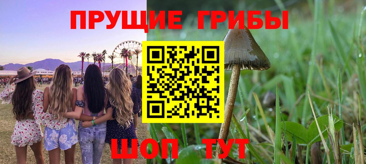 Псилоцибиновые грибы Psilocybine cubensis  Вход с VPN  Псилоцибиновые грибы мухоморы  Сосновоборск 